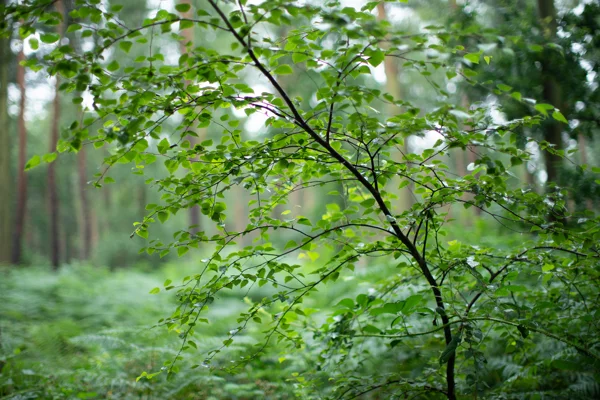 Young silver birch leaves arching over ferns in a damp pine woodland on an overcast summer day