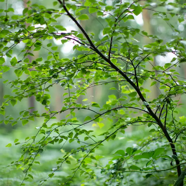 Rainy woodland