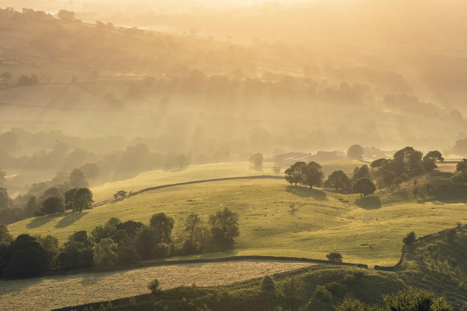 Rolling green hills bathed in soft, golden light with scattered trees casting long shadows. A fine mist blankets the valley, creating a serene and tranquil atmosphere, while sunlight filters through the mist, illuminating the landscape. Distant fields and hedgerows are visible, adding depth to the scene.
