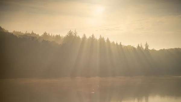 Sunbeams streaming through misty pine treeline above a still reservoir at dawn, Fewston