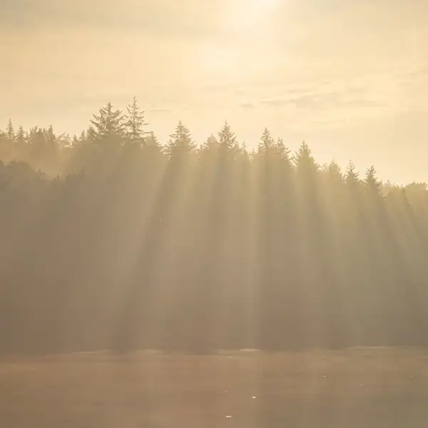 Fewston early morning mists