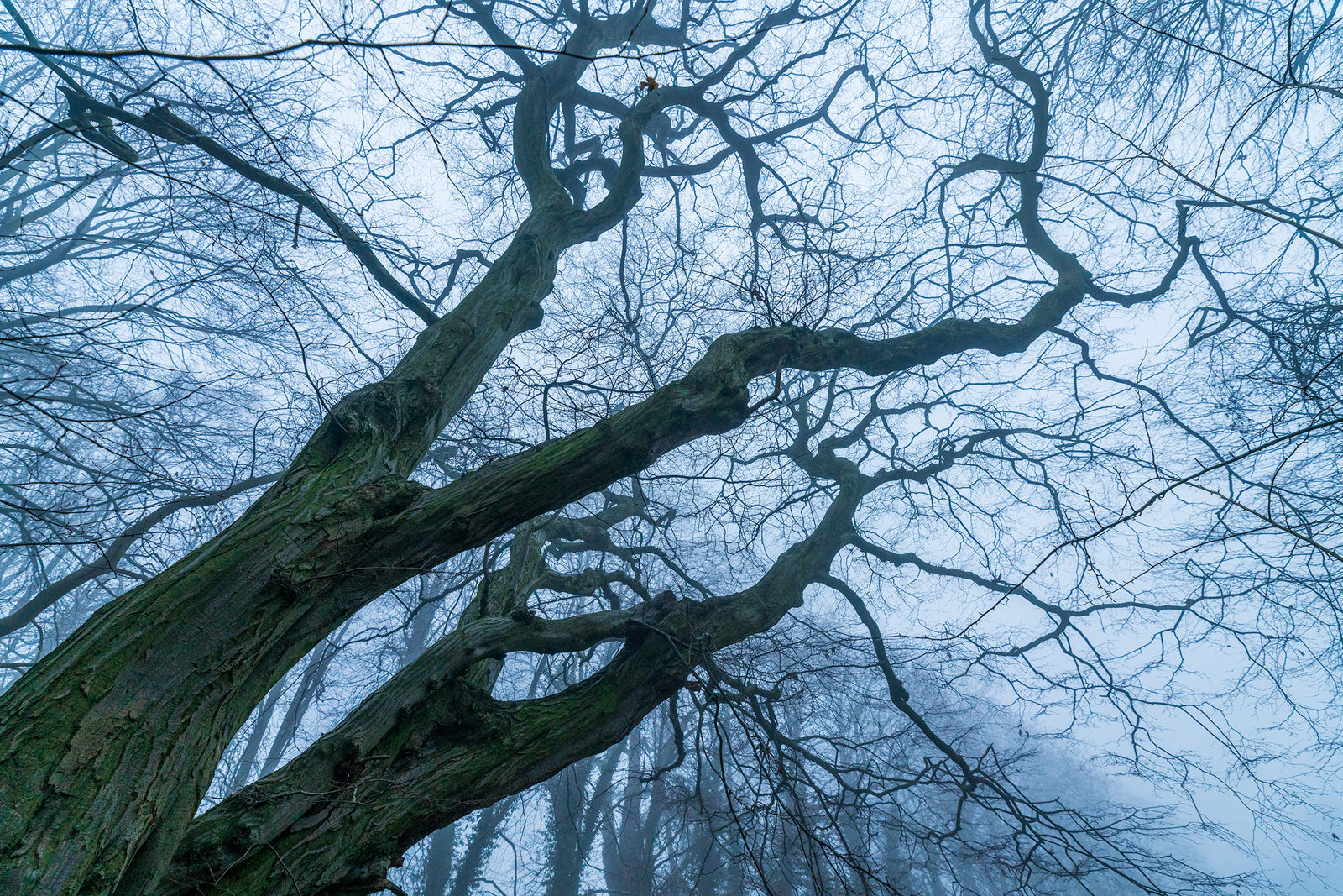 An old, gnarled tree with bare, intertwining branches dominates the view against a misty, ethereal backdrop. The contorted tree limbs stretch skywards, enveloped by a soft, diffuse light, creating an atmospheric, almost otherworldly forest scene.