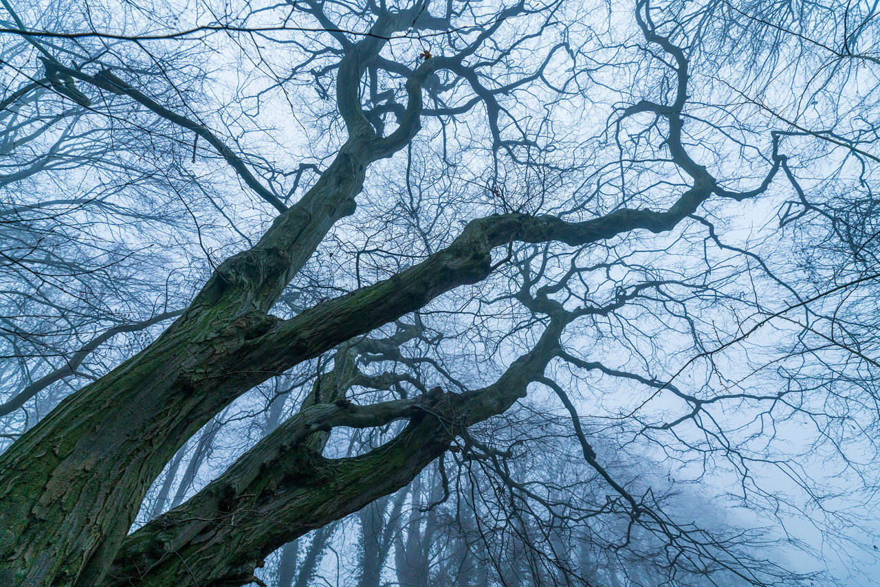 An old, gnarled tree with bare, intertwining branches dominates the view against a misty, ethereal backdrop. The contorted tree limbs stretch skywards, enveloped by a soft, diffuse light, creating an atmospheric, almost otherworldly forest scene.