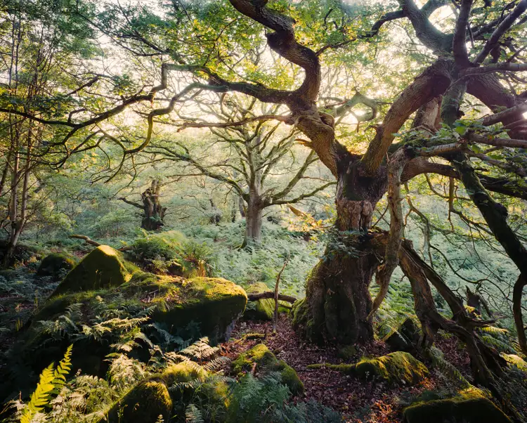Oak Trees 2011 B Edit