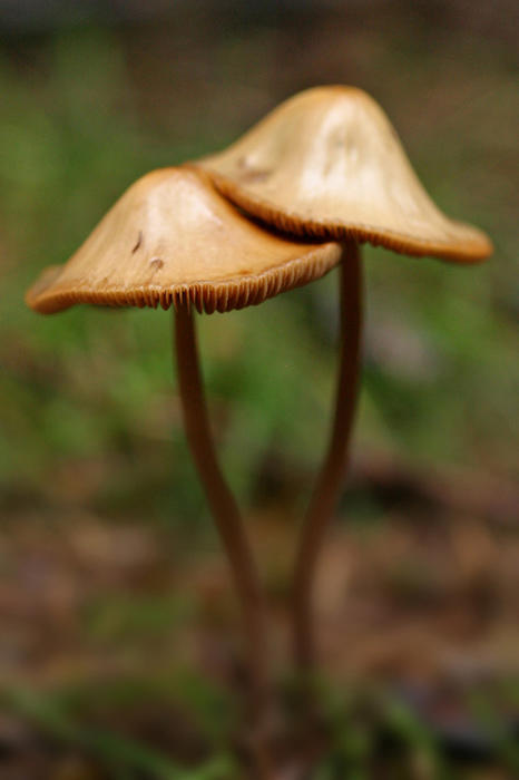 Mushrooms