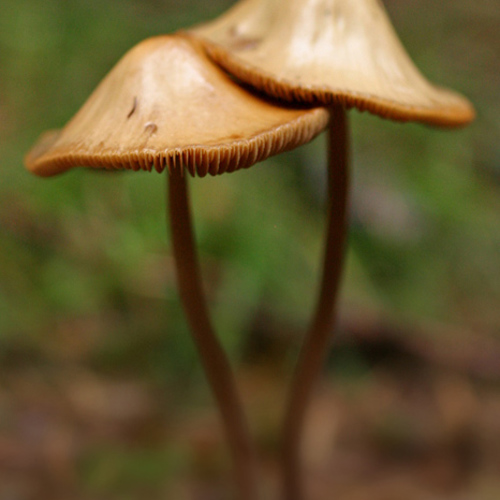Mushrooms: Mushrooms
