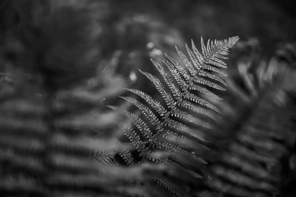 Close-up black and white image of a fern leaf. The intricate pattern of the fronds is in sharp focus against a blurred background, highlighting the leaf's delicate texture and structure.