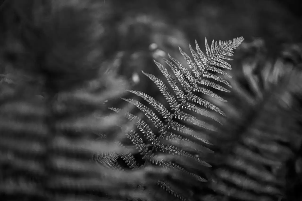 Close-up black and white image of a fern leaf. The intricate pattern of the fronds is in sharp focus against a blurred background, highlighting the leaf's delicate texture and structure.