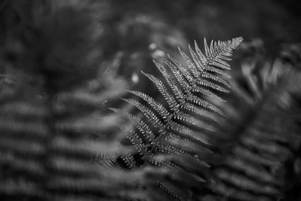 Single fern frond in soft focus against woodland undergrowth, black and white close-up