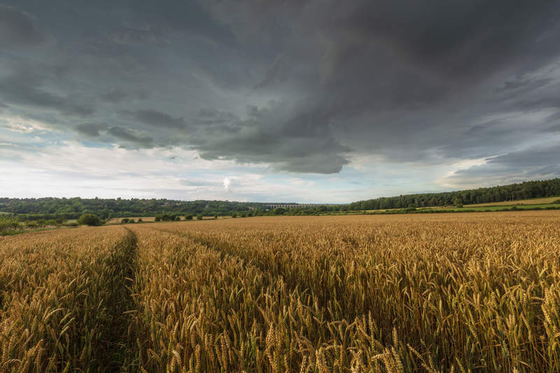Canon 11-24mm L lens at 13mm a field of wheat under a cloudy sky