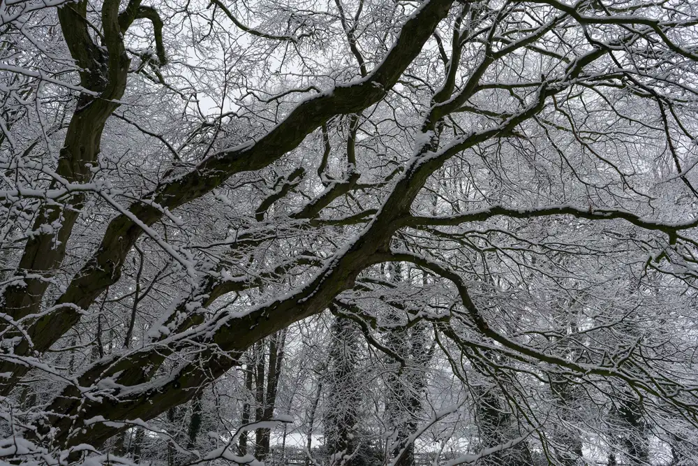 Snow-dusted branches of a large tree spread widely against a backdrop of a winter forest. The intricate network of bare, snowy branches creates a web-like pattern, contrasting with the darker, mossy bark. The sky is overcast, contributing to the muted, wintry atmosphere.
