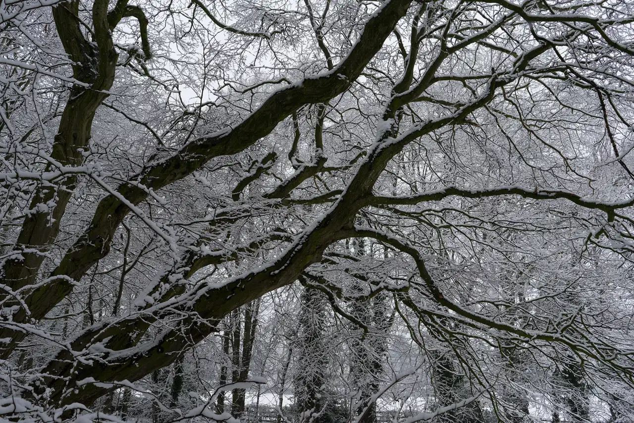 Snow-dusted branches of a large tree spread widely against a backdrop of a winter forest. The intricate network of bare, snowy branches creates a web-like pattern, contrasting with the darker, mossy bark. The sky is overcast, contributing to the muted, wintry atmosphere.