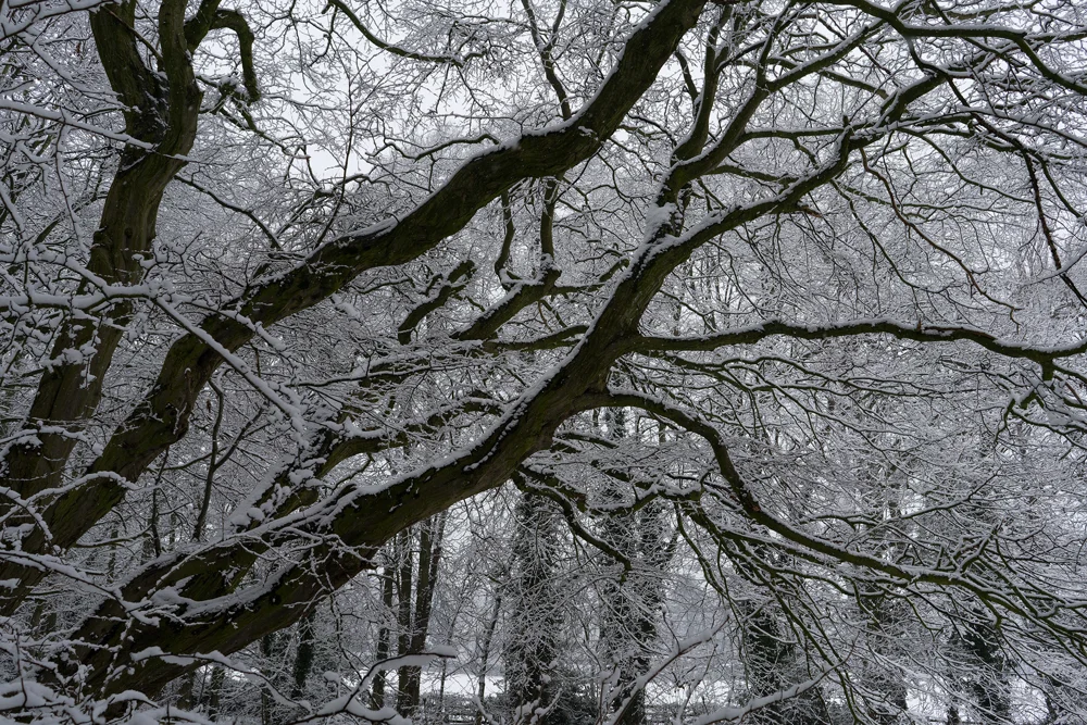 Snow-laden bare tree branches in a woodland under an overcast winter sky