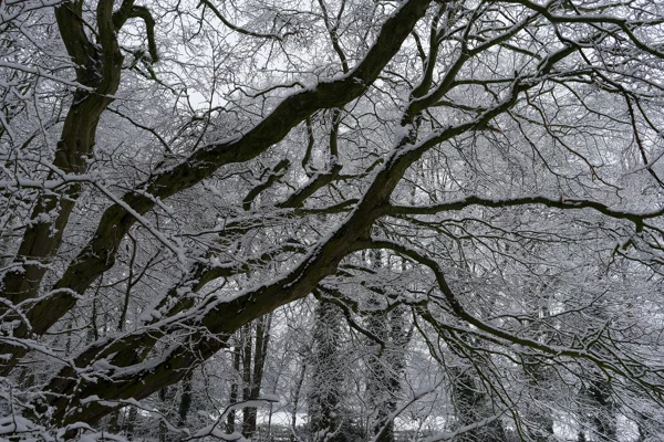 Snow-laden bare tree branches in a woodland under an overcast winter sky
