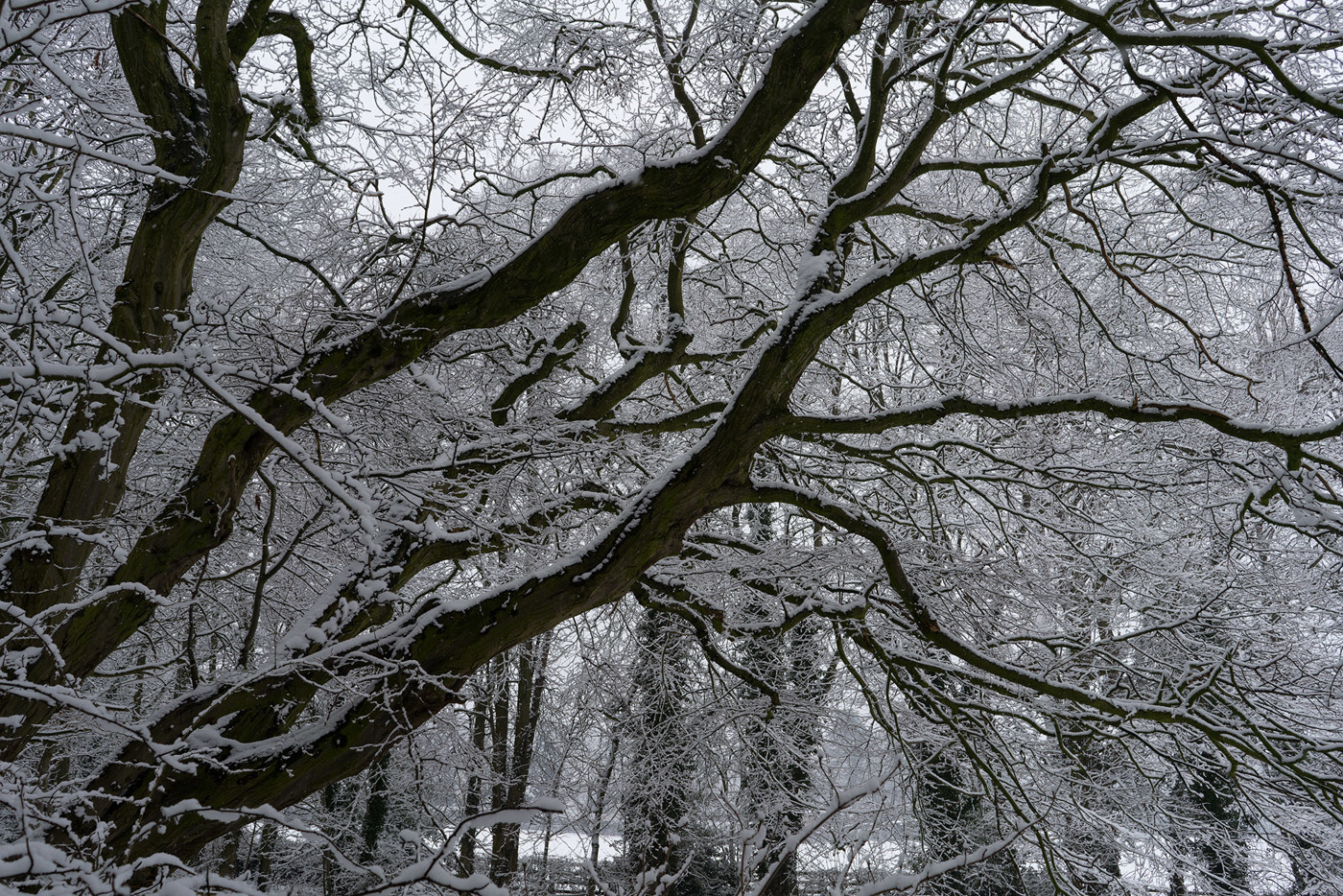  a close up of a tree