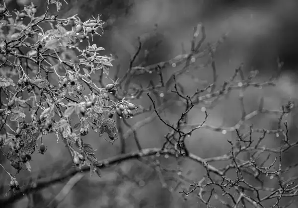 Branches of a bush with small leaves and berries, wet from rain, against a blurred background. The image is in black and white, highlighting the contrast and texture of the branches and droplets.