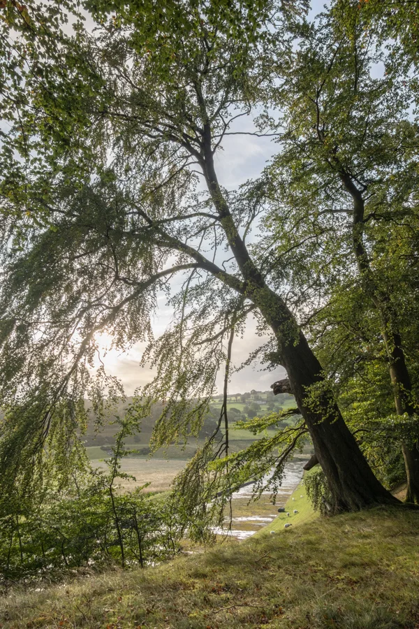 Leaning beech tree framing a hillside river valley with grazing sheep at sunrise in early autumn