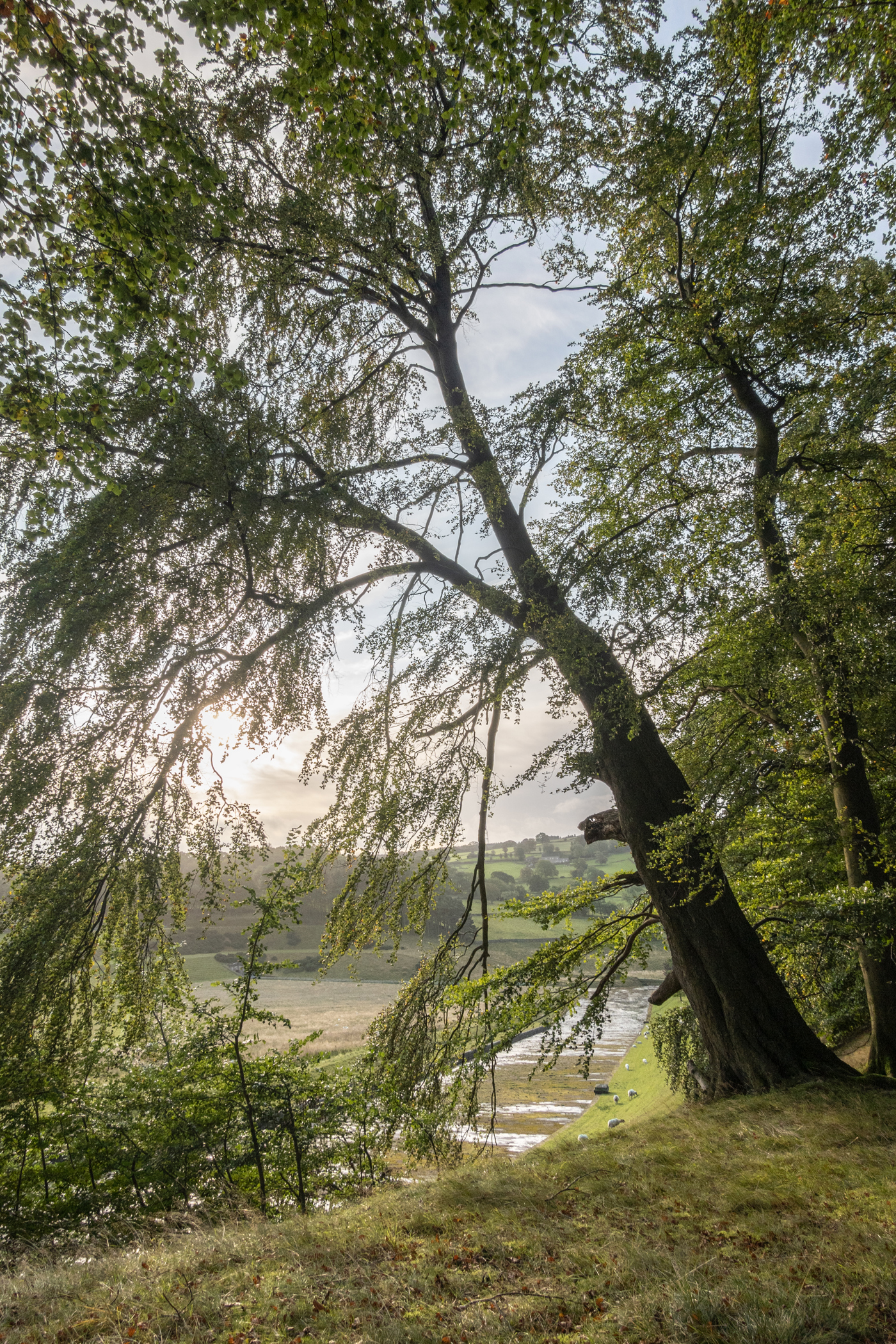  a tree next to a body of water