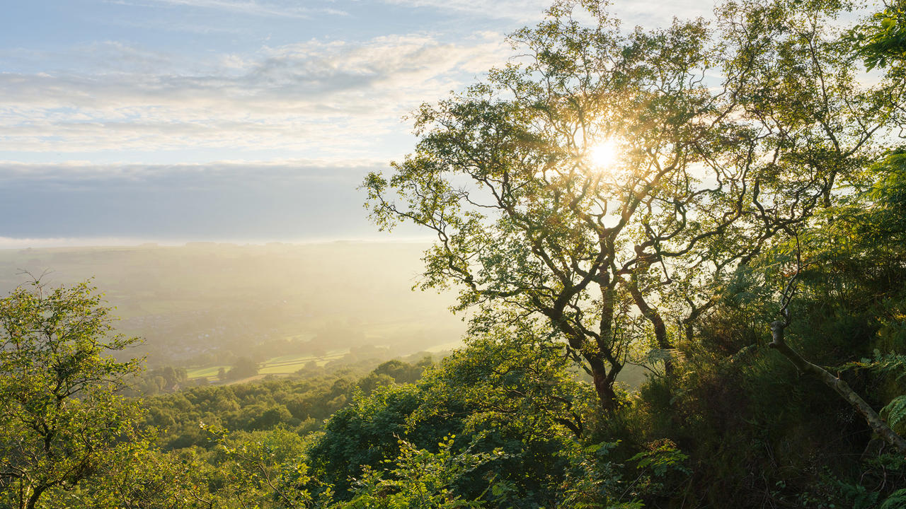 Sunlight filters through a tree with sparse leaves, casting a golden glow over a lush green landscape. Layers of distant, misty fields are visible under a partly cloudy sky.