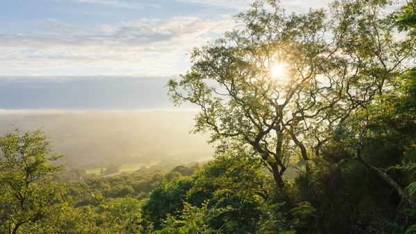 Sunlight filters through a tree with sparse leaves, casting a golden glow over a lush green landscape. Layers of distant, misty fields are visible under a partly cloudy sky.