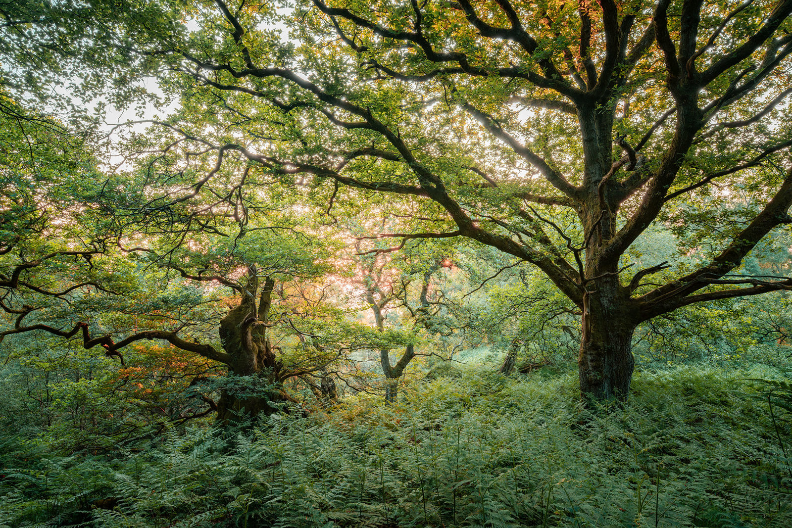Sunlight filters through the canopy of a lush forest, illuminating the leaves of large, sprawling trees with thick trunks. The ground is covered with dense ferns and undergrowth, creating a vibrant green scene. The branches of the trees spread wide, intertwining above, and a soft glow from the sky adds warmth to the scene.