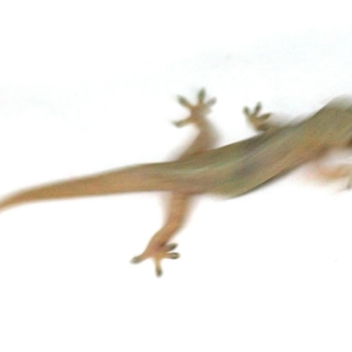 Lizard: Lizard
