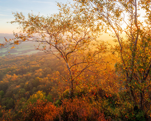 A Journey Through Ancient Woodland:  a view of a forest