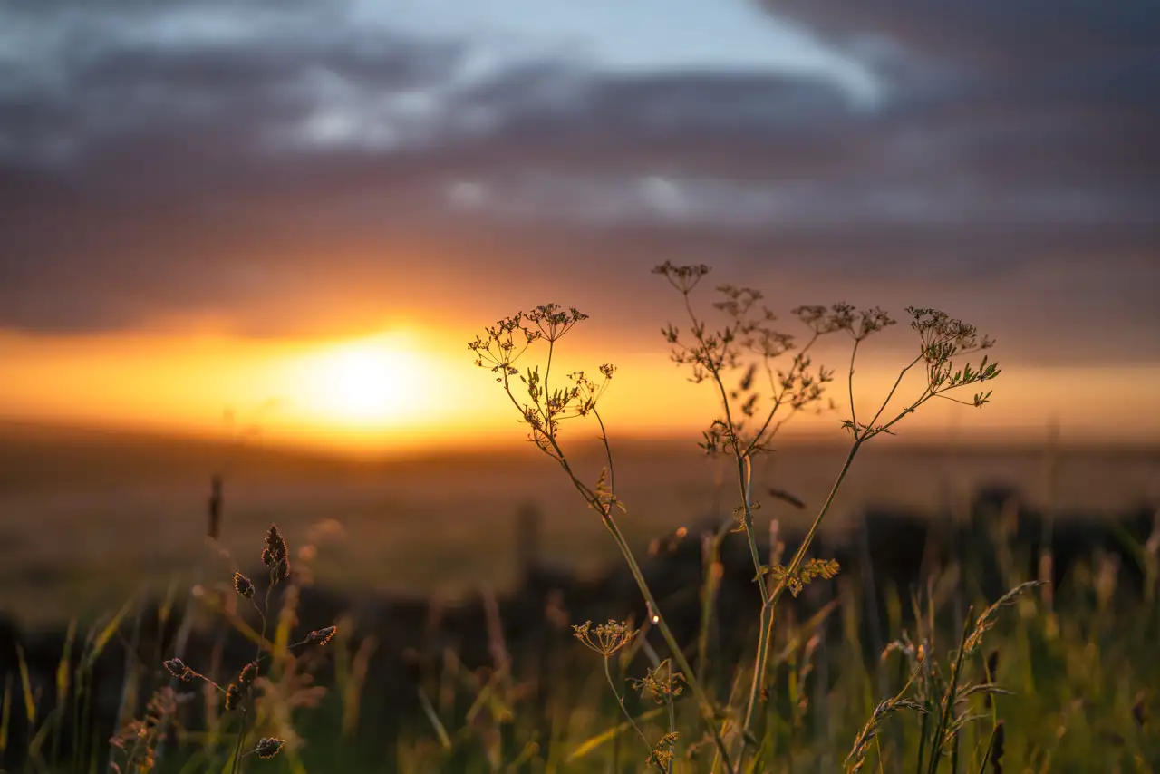 Wildflowers silhouetted against a vibrant sunset, with the sky transitioning from bright orange near the horizon to darker blue and grey clouds above. Soft light illuminates the grass in the foreground.