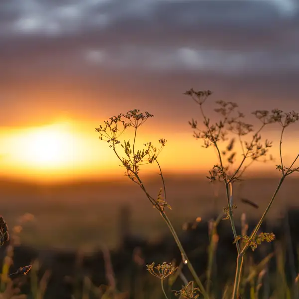 Scargill Pasture Sunrise