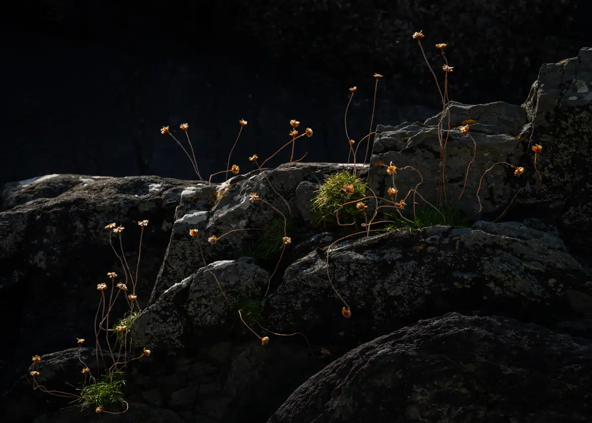 Delicate wildflowers with long, slender stems and small dried blooms are illuminated by soft light, growing between dark, rugged rocks. A patch of bright green grass adds contrast to the otherwise muted, rocky landscape.