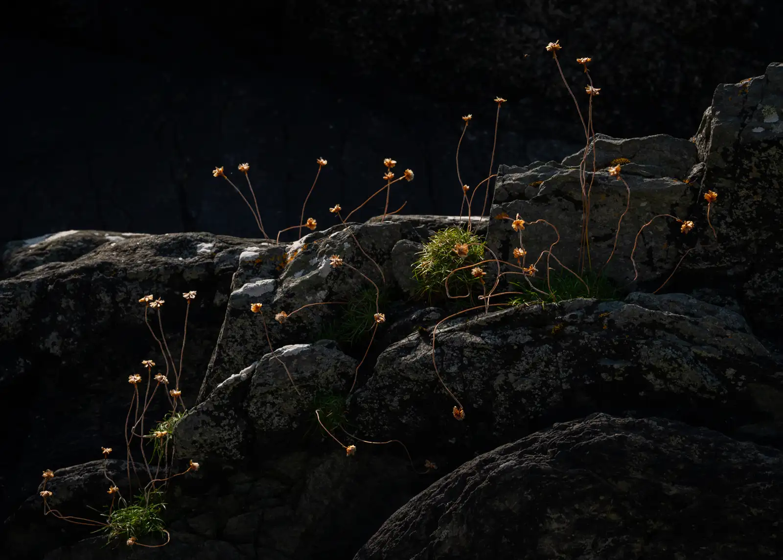 Delicate wildflowers with long, slender stems and small dried blooms are illuminated by soft light, growing between dark, rugged rocks. A patch of bright green grass adds contrast to the otherwise muted, rocky landscape.