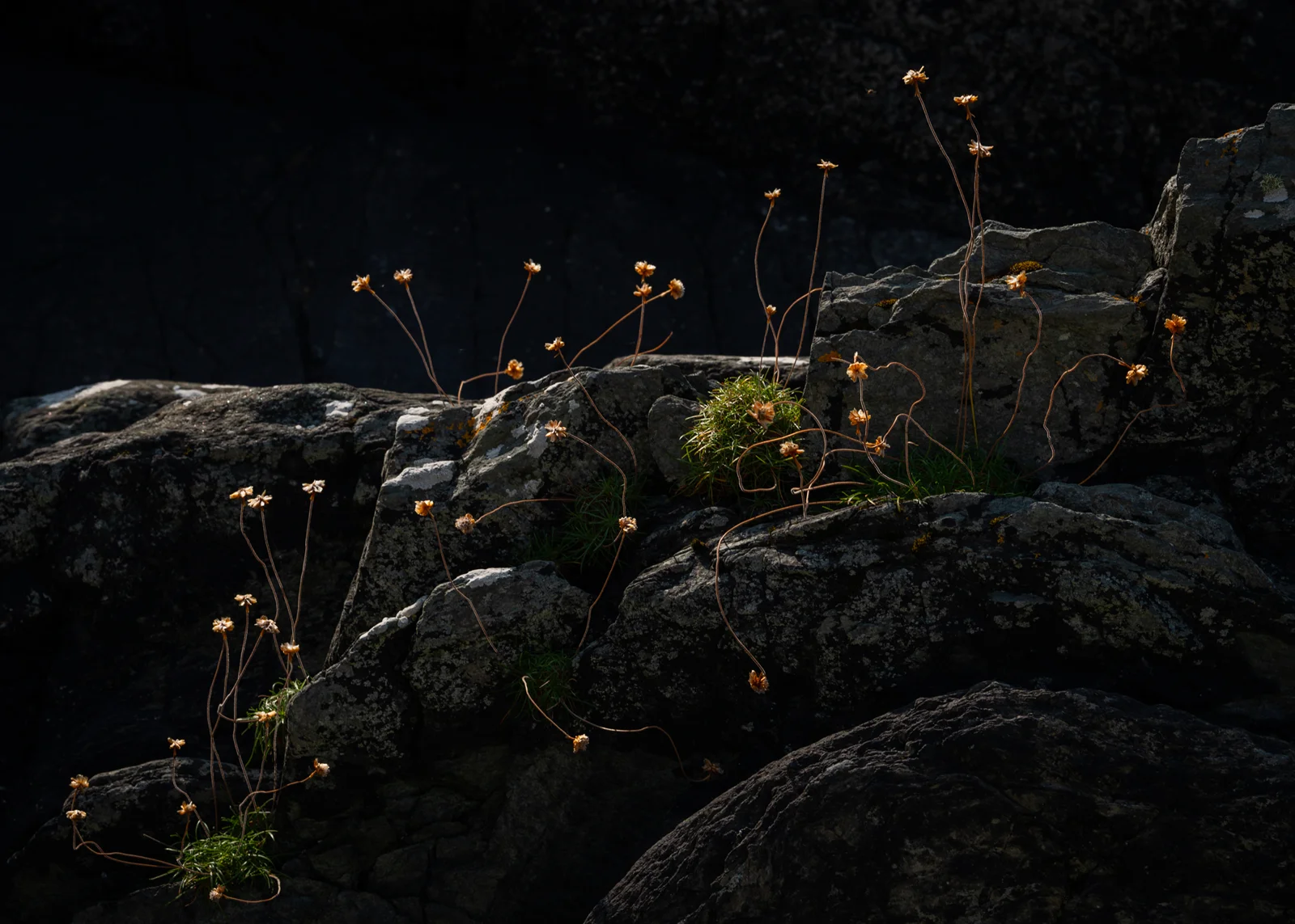Withered sea thrift seed heads catching low light on dark lichen-covered coastal rocks