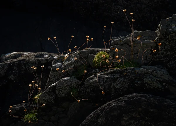 Withered sea thrift seed heads catching low light on dark lichen-covered coastal rocks