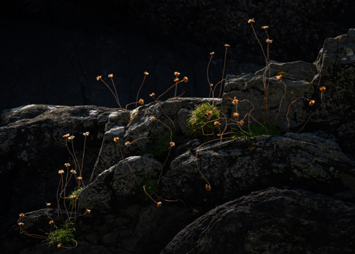  a vase of flowers on a rock