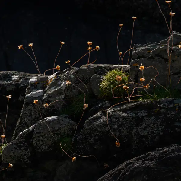 Tangled