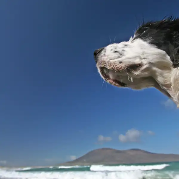 Lyra, Scarasta Bay