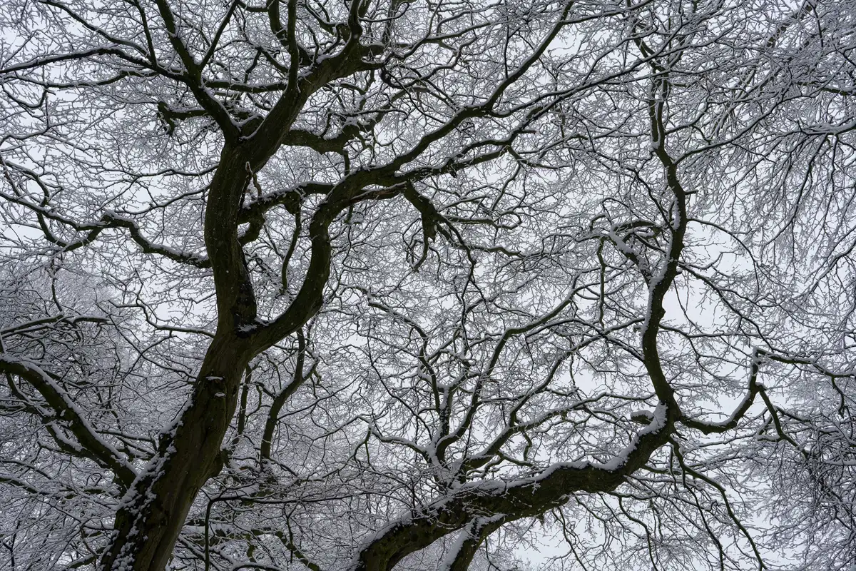Snow-covered branches of several intertwined trees form an intricate pattern against a grey sky. The dark, twisting limbs create a stark contrast with the white snow, highlighting the complex structure of the branches.
