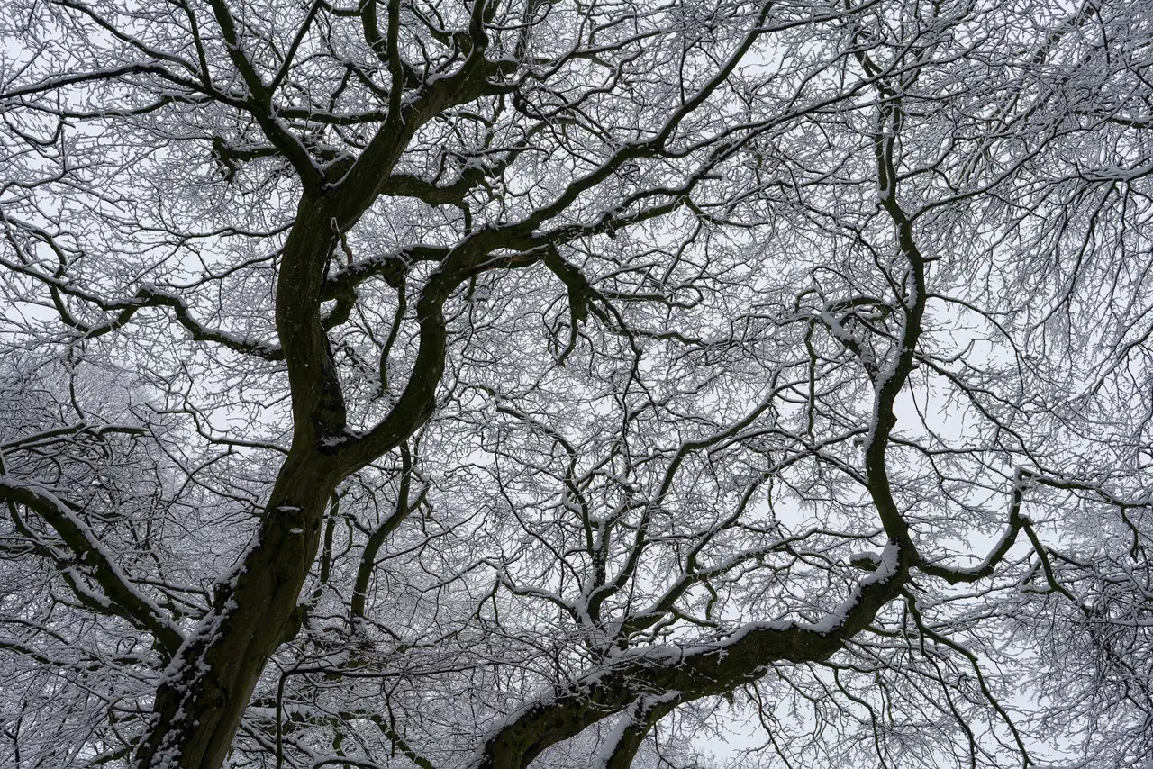 Snow-covered branches of several intertwined trees form an intricate pattern against a grey sky. The dark, twisting limbs create a stark contrast with the white snow, highlighting the complex structure of the branches.