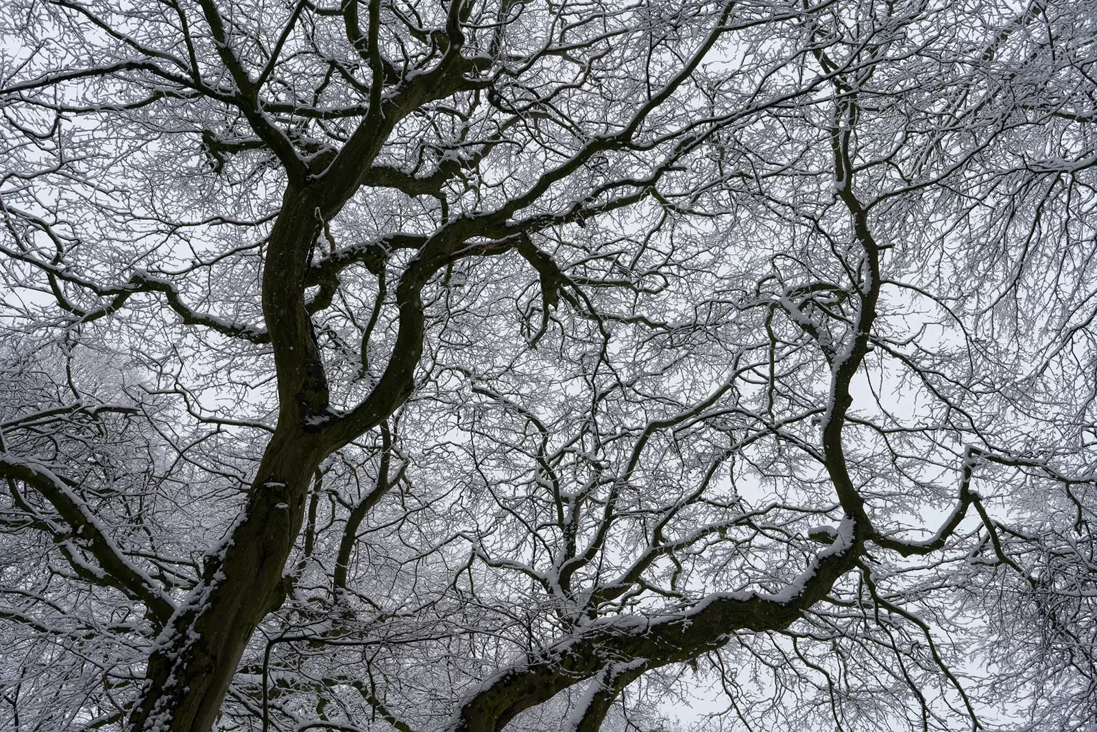 Snow-covered branches of several intertwined trees form an intricate pattern against a grey sky. The dark, twisting limbs create a stark contrast with the white snow, highlighting the complex structure of the branches.