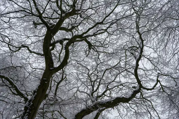 Snow-covered branches of several intertwined trees form an intricate pattern against a grey sky. The dark, twisting limbs create a stark contrast with the white snow, highlighting the complex structure of the branches.