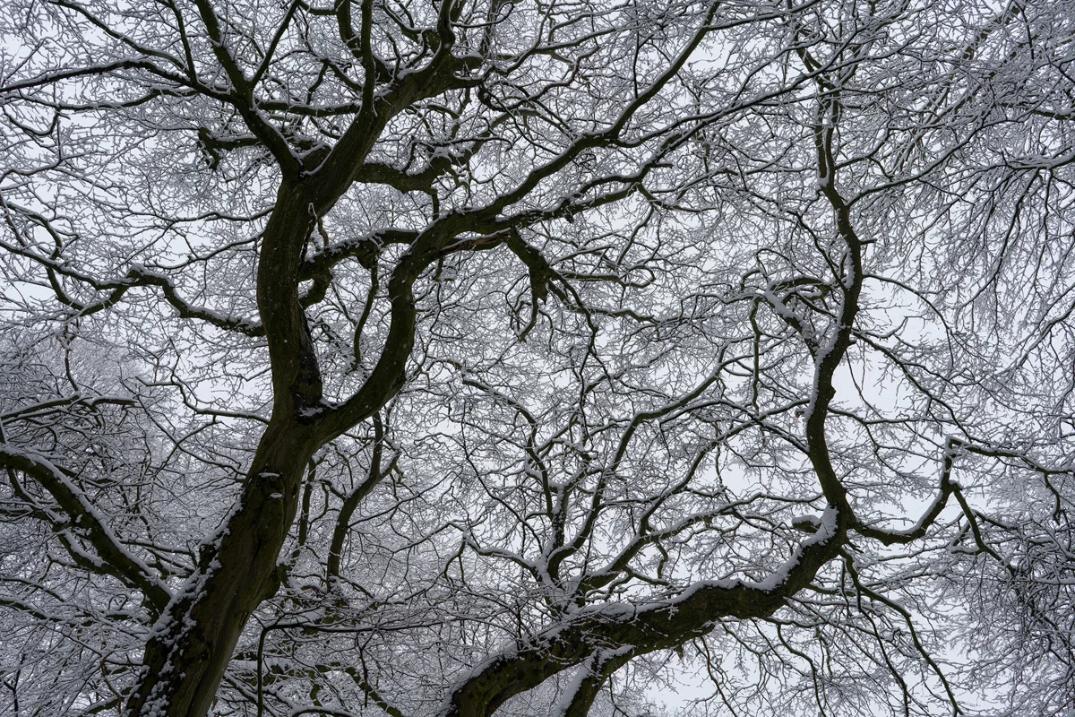 Snow-covered branches of a mossy tree spreading across a pale winter sky in woodland