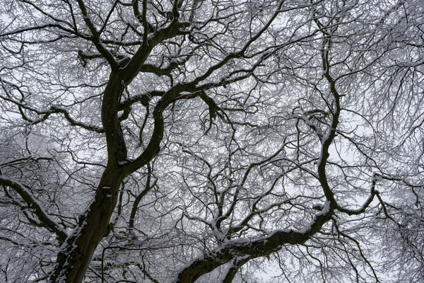 Snow-covered branches of a mossy tree spreading across a pale winter sky in woodland