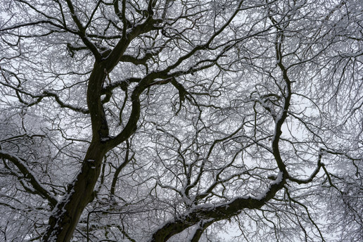  a close up of a tree