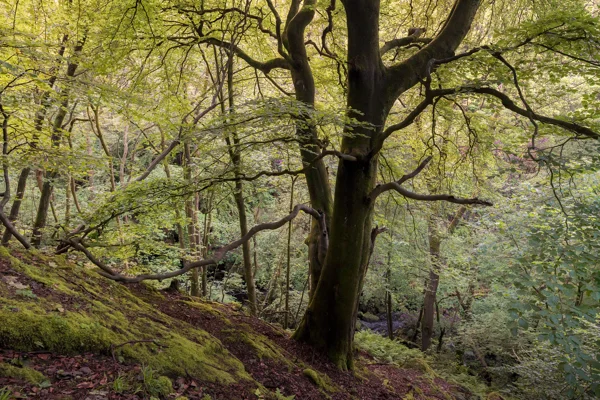 Moss-covered beech tree on a steep woodland bank with fresh green spring foliage and a stream below