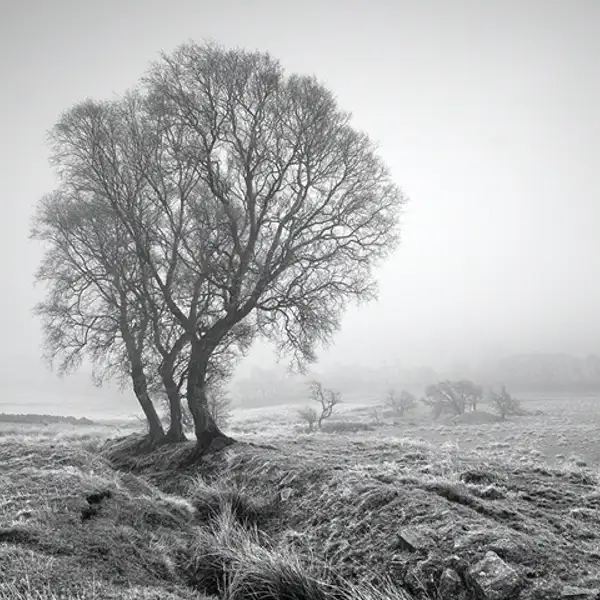 Three trees in clearing fog