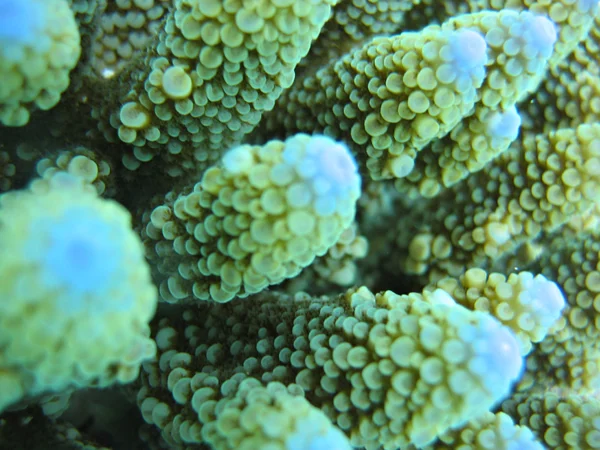 Coral