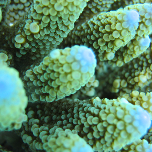 Coral: Coral