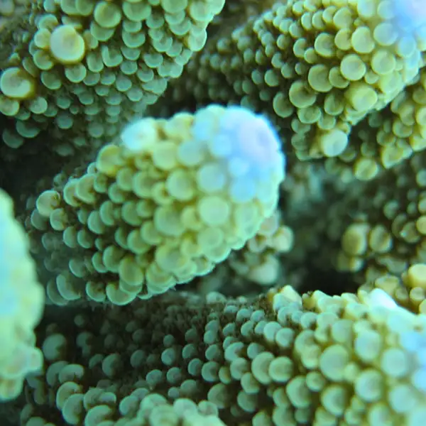 Coral
