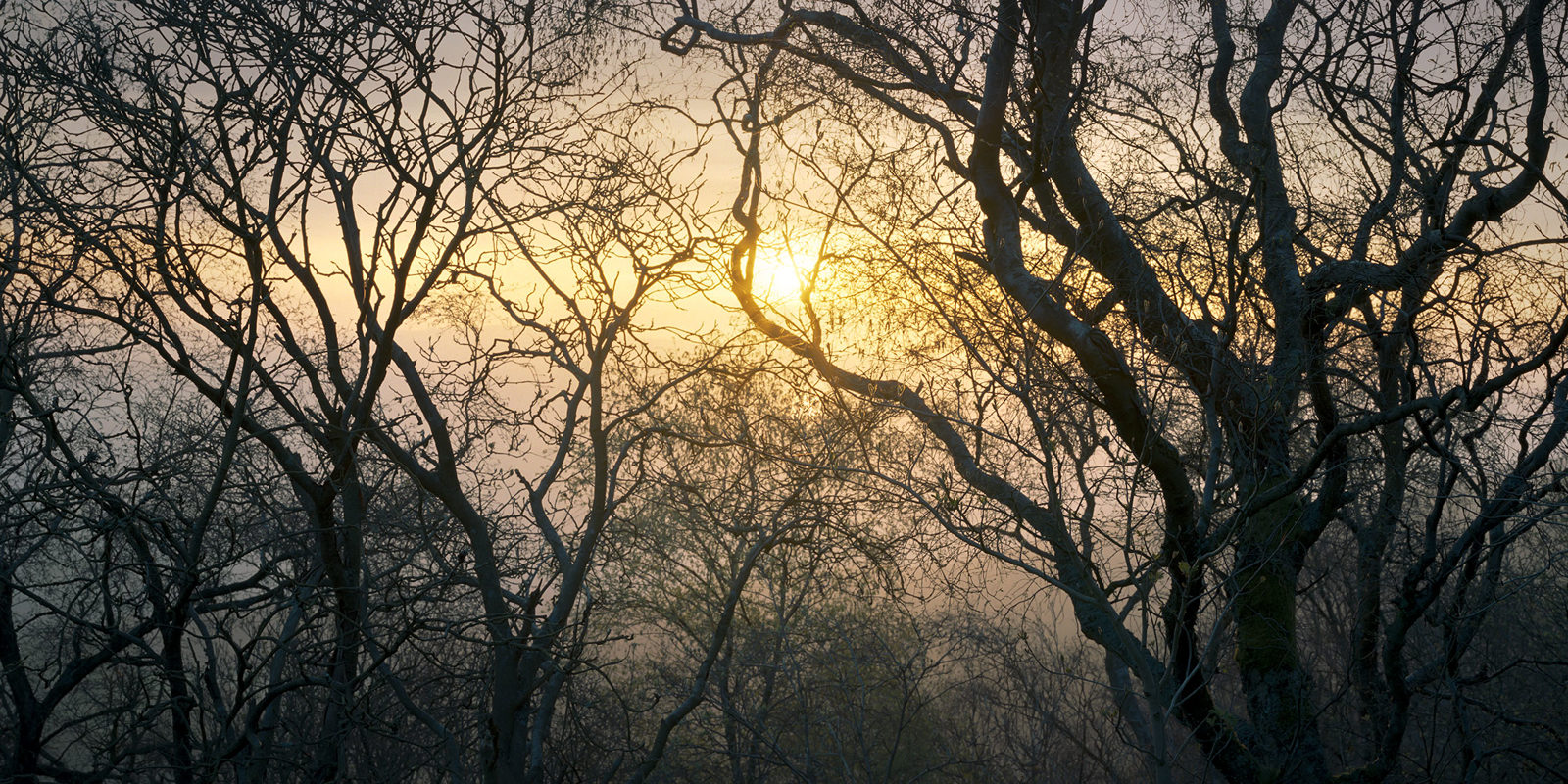 Sunlight filters through a dense network of bare tree branches creating an intricate silhouette against a misty, golden sky. The scene has an ethereal quality, with the soft light illuminating the textures of the trees.