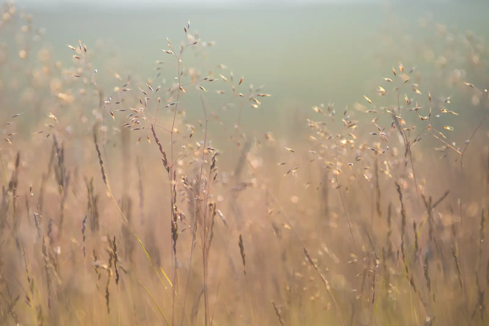 Delicate grass stems with seed heads gently sway in a sunlit field, creating a soft focus effect. The warm light casts a golden hue over the landscape, with a blurred green backdrop enhancing the serene, airy atmosphere.